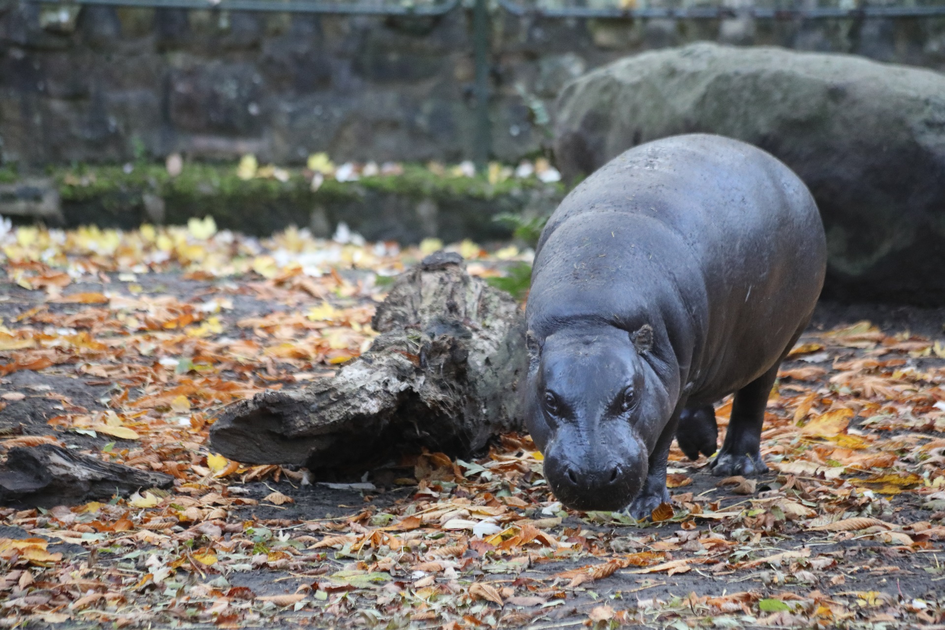 Pygmy hippo Otto walking in Autumn leaves 

IMAGE: Jasmine Geddes 2021